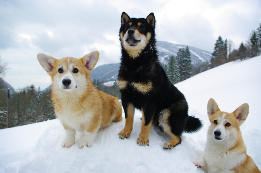 elevage_chiens_seigneurs_de_montbel