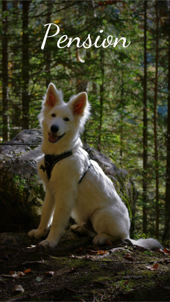 image_pension_seigneurs_de_montbel