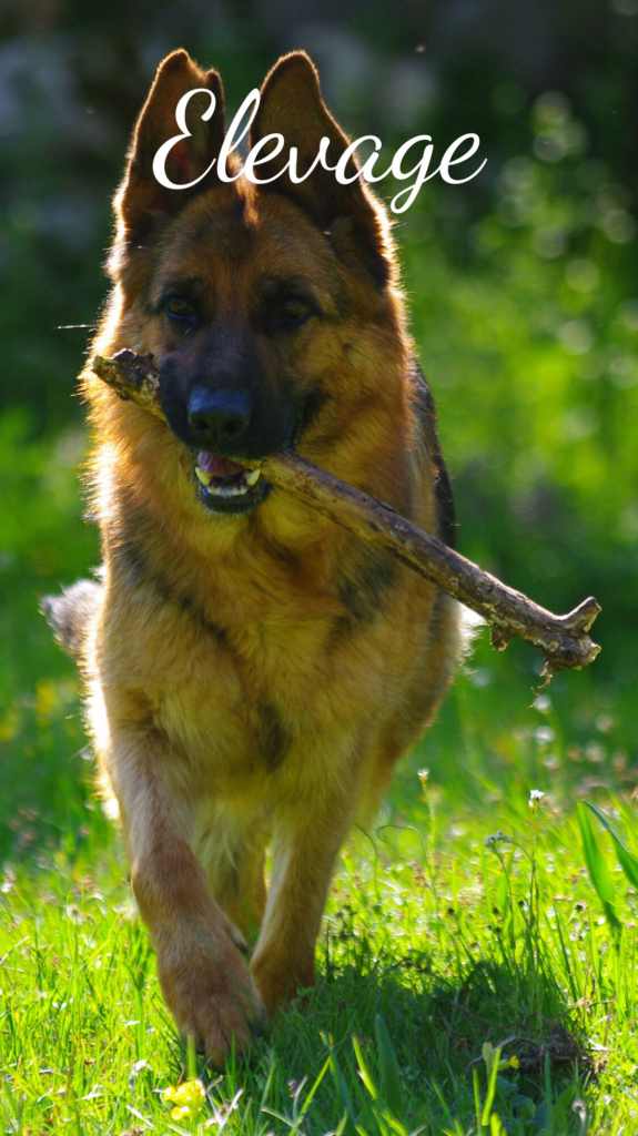 image_elevage_seigneurs_de_montbel