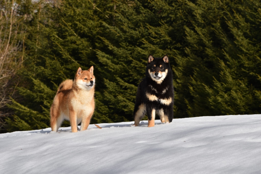 image_shiba_ibu_seigneurs_de_montbel