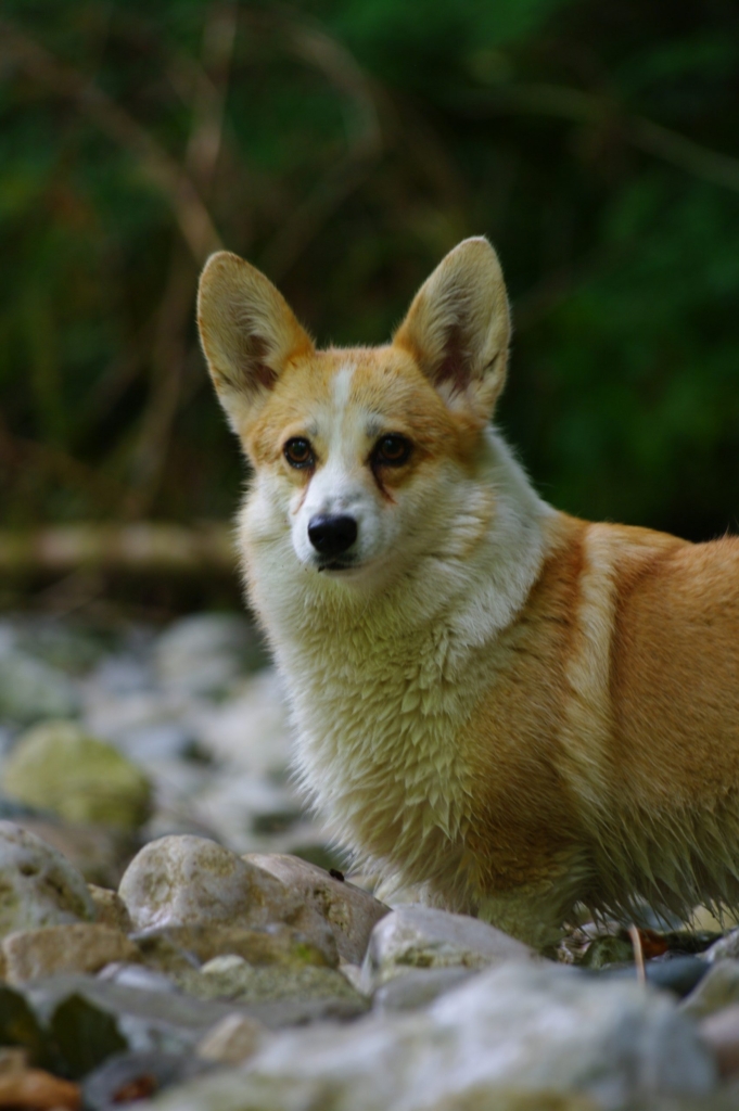 image_chien_corgi_seigneurs_de_montbel