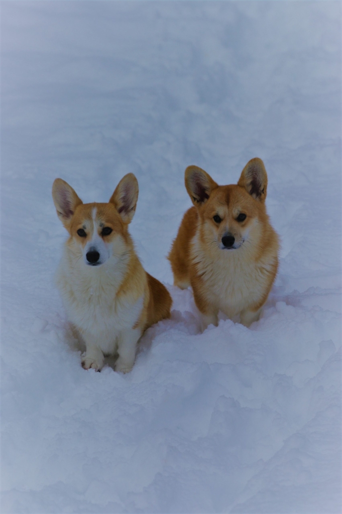 image_chien_corgi_seigneurs_de_montbel