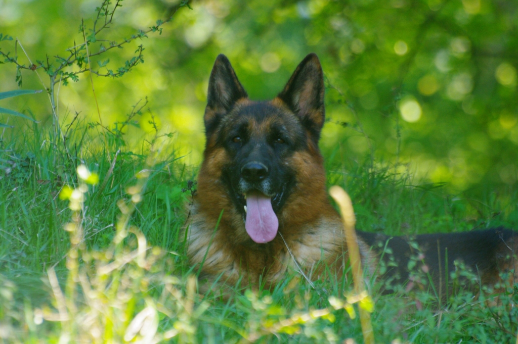 image_chien_berger_allemand_seigneurs_de_montbel