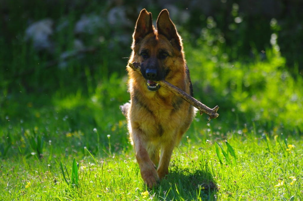 image_chien_berger_allemand_seigneurs_de_montbel