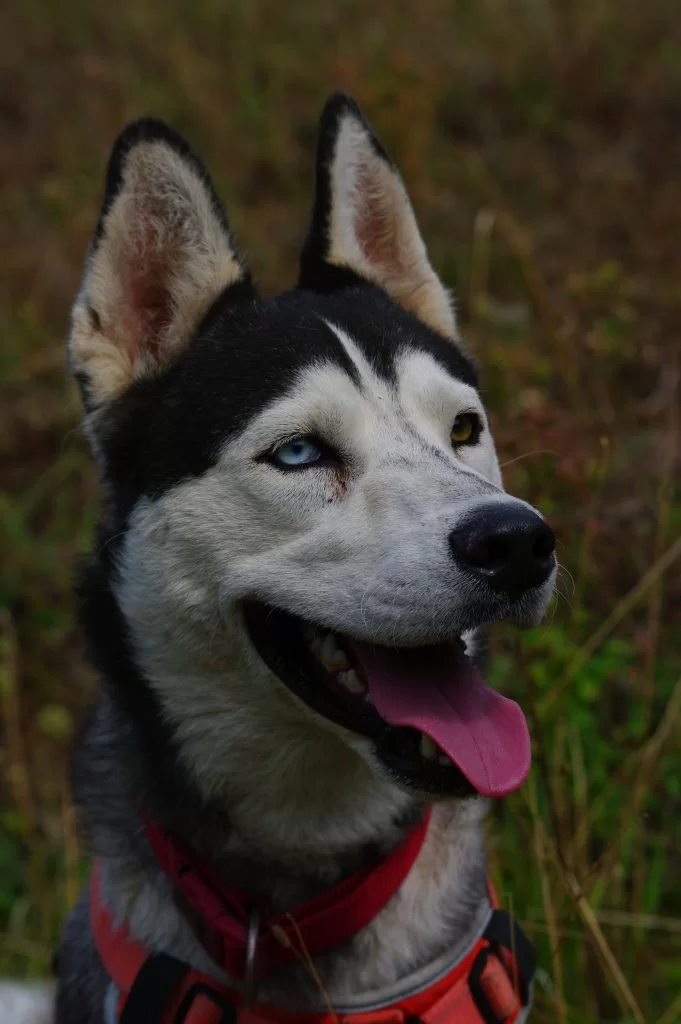 image_pension_seigneurs_de_montbel